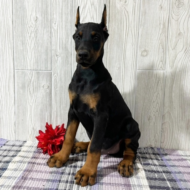 Doberman Pinscher