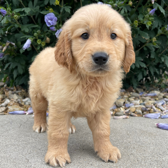 Callie the Golden Retriever