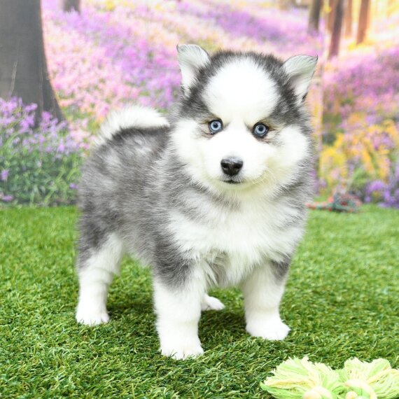 Pomsky