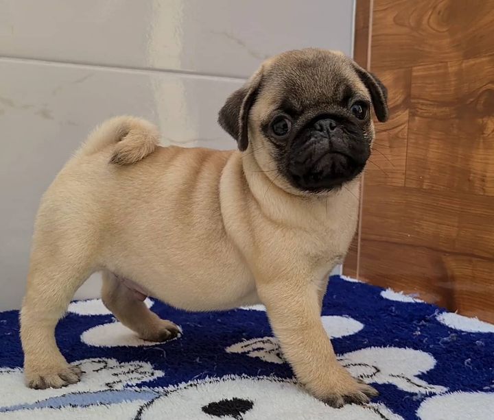 Ashley the Pug