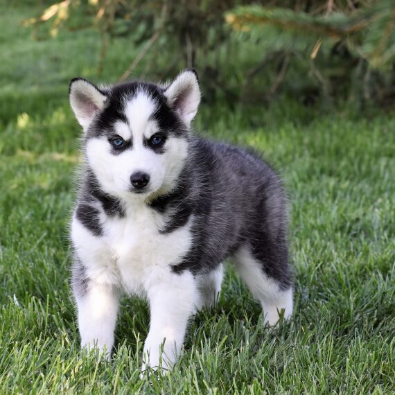 Claire the Siberian Husky