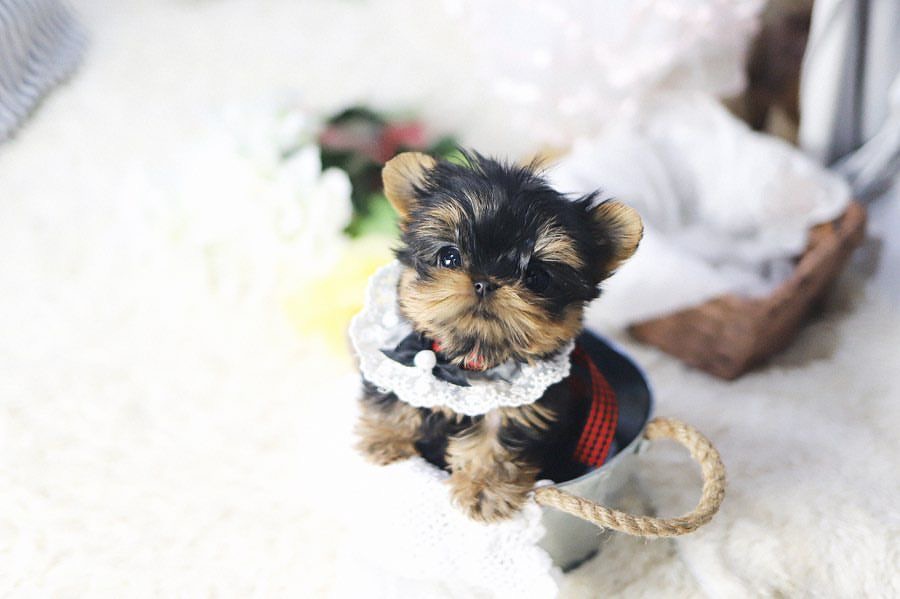 Amanda the Yorkshire Terrier